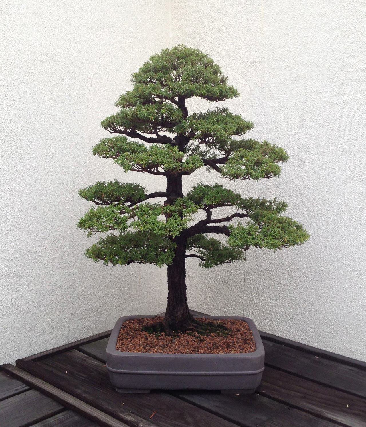 7. Imagining Trees – Essays Concerning Understanding Humans